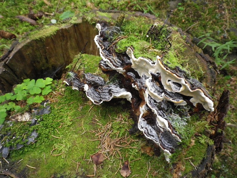 Polyporacea su abete rosso (Heterobasidion annosum)